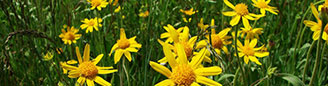 Arnica