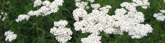 Achillea